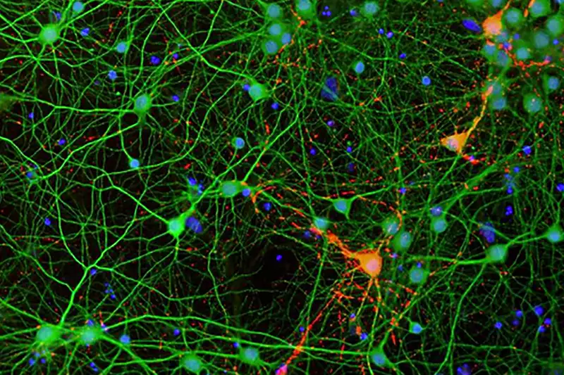 AC Immune Roadmap | Pioneering Precision Medicine for neurodegenerative diseases