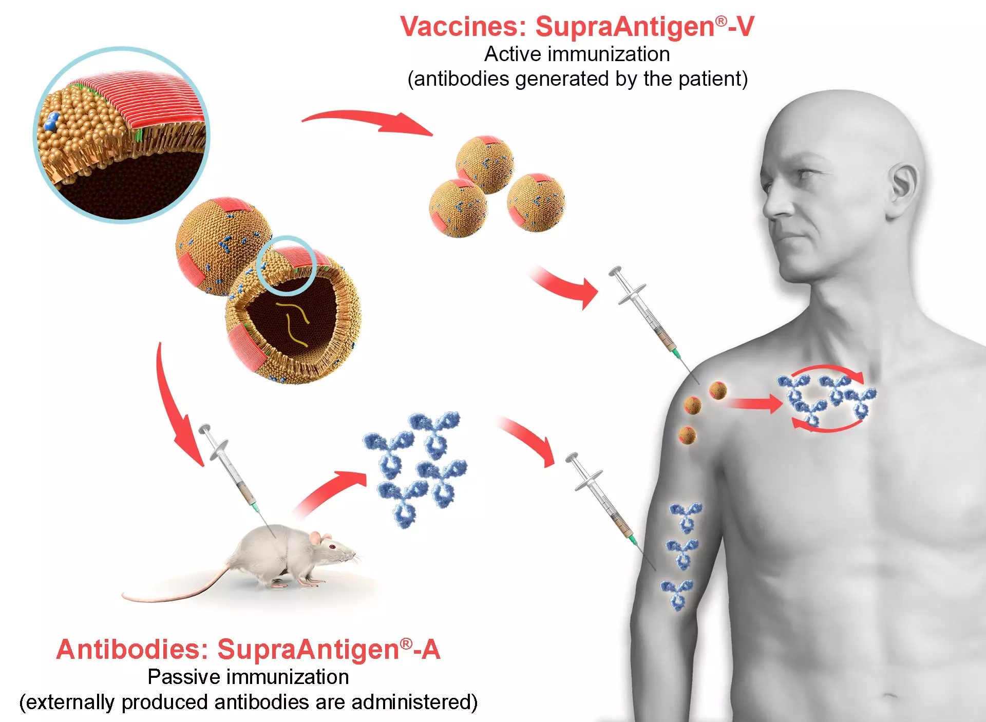 AC Immune Technology Platforms active vs passive immunization | Pioneering Precision Medicine for neurodegenerative diseases